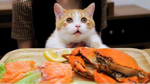 猫为什么喜欢海鲜_猫喜欢海鲜吗