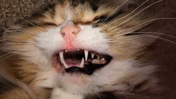  猫咪洗牙为什么要全麻「猫咪洗牙前需要断食么」