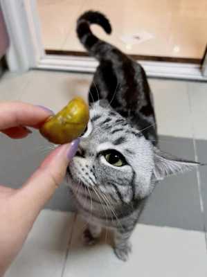 为什么猫爱吃板栗,猫喜欢吃栗子是什么原因 