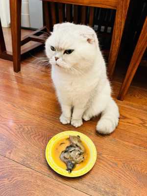 为什么猫很挑食 猫为什么喜欢挑食