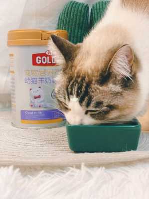 猫咪为什么不能喝羊奶粉呢-猫咪为什么不能喝羊奶粉