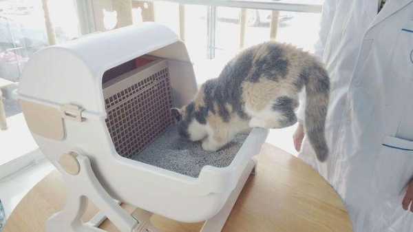 猫咪为什么喜欢睡盆里-猫咪为什么喜欢睡便盆
