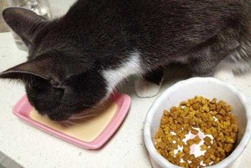 猫一直吃流食有拉屎吗 猫喜欢吃流质食物怎么办