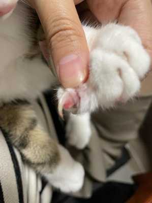  猫指甲为什么会尖「猫咪的指甲为什么会劈」