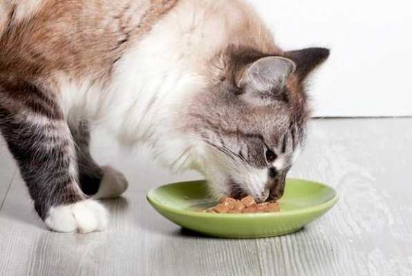 猫猫为什么埋食物,猫为什么想把食物埋起来 