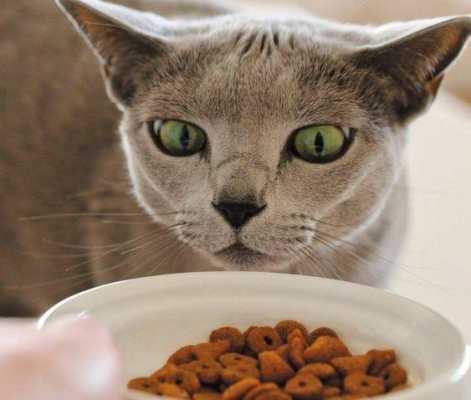猫猫为什么埋食物,猫为什么想把食物埋起来 