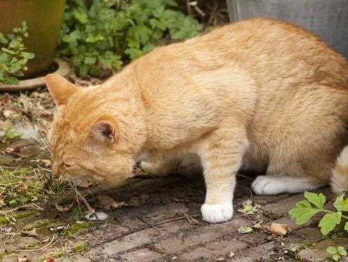 猫咪吃了板栗为什么会吐（猫吃栗子壳吐了两天了）