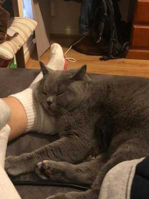 猫咪为什么非要睡在脚底