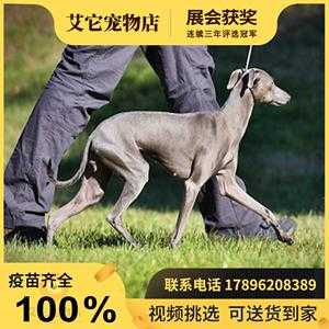  南京为什么不能养灵缇「南京禁止养的狗品种」