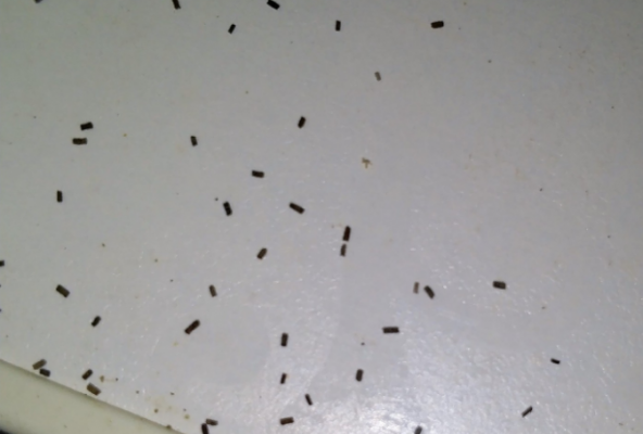 电磁炉里出来蟑螂拉的屎 为什么电磁炉会跑蟑螂
