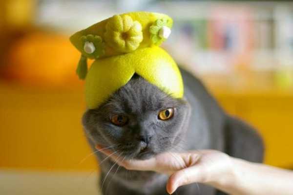 猫咪为什么不能吃柚子皮-猫咪为什么不能吃柚子