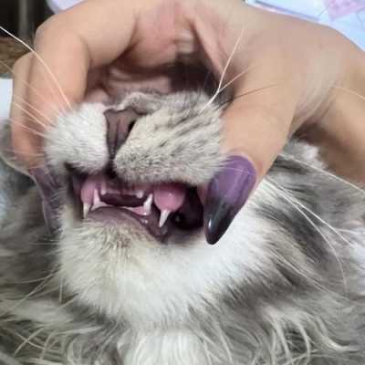 猫咪为什么牙齿是一半的