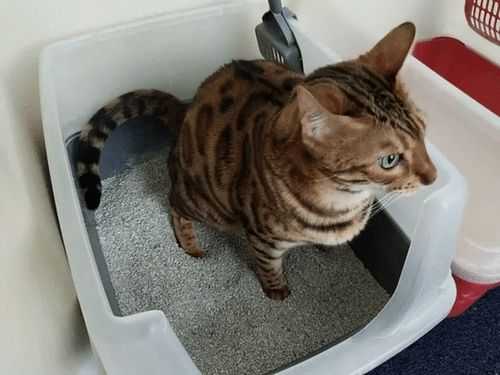  猫咪为什么要厕所「为什么猫要到处撒尿」