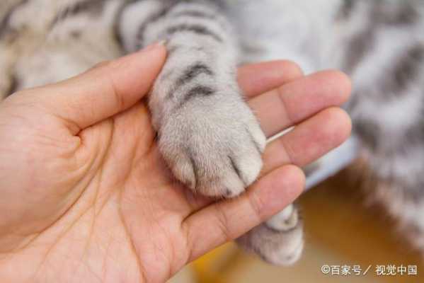 为什么有的猫不磨爪子呢-为什么有的猫不磨爪子