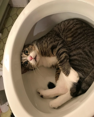 猫躺在便盆里怎么回事
