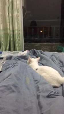 猫不爱睡床怎么回事（猫不愿意睡床）